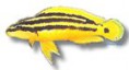 /album/peixes/a1julidochromis-ornatus-jpg/
