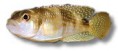 /album/peixes/a1lamprologus-meleagris-jpg/