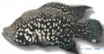 /album/peixes/a1paratilapia-blekkeri-jpg/