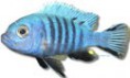 /album/peixes/a1pseudotropheus-zebra-jpg/