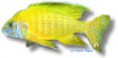 /album/peixes/a2aulonocara-maleri-jpg/