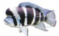 /album/peixes/a2cyphotilapia-frontosa-jpg/