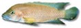 /album/peixes/a2lamprologus-mondabu-jpg/