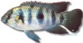 /album/peixes/a2pelmatochromis-thomasi-jpg/