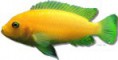 /album/peixes/a2pseudotropheus-zebra-red-jpg/