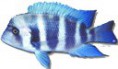 /album/peixes/a3c-frontosa-mpimbwe-a-jpg/