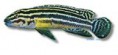 /album/peixes/a3julidochromis-regani-jpg/