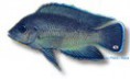 /album/peixes/a3lamprologus-moorii-jpg/