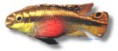 /album/peixes/a3pelvicachromis-pulcher-jpg/