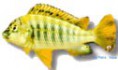 /album/peixes/a3simochromis-babaulti-yello-jpg/