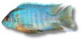 /album/peixes/a4aulonocara-sp-turquesa-jpg/