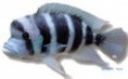 /album/peixes/a4c-frontosa-sambia-az-jpg/