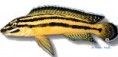/album/peixes/a4juli-regani-kipili-jpg/