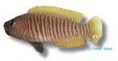 /album/peixes/a4lamprologus-multifasciatus-jpg/