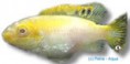 /album/peixes/a4pelvicachro-pulcher-albino-jpg/