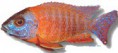 /album/peixes/a5aulonocara-sp-rubin-rojo-jpg/