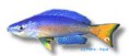 /album/peixes/a5cyprichromisleptbulupoint-jpg/