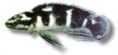 /album/peixes/a5julidochromis-transcriptus-jpg/