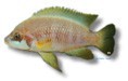 /album/peixes/a5lamprologus-mustax-jpg/