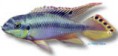 /album/peixes/a5pelvicachropulcher-azul-jpg/