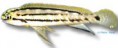 /album/peixes/a5telmatochromis-bifrenatus-jpg/