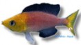 /album/peixes/a6cyprichromis-lept-jpg/