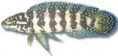 /album/peixes/a6julis-transcriptus-gomb-jpg/