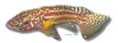 /album/peixes/a6lamprologus-nkambae-jpg/