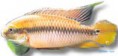 /album/peixes/a6pelvicachromis-rolofi-jpg/