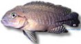 /album/peixes/a6telmatochromis-burgeoni-jpg/
