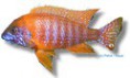 /album/peixes/a7aulonocara-sp-rojo-jpg/