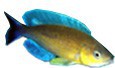 /album/peixes/a7cyprichromis-lept-jpg/