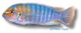 /album/peixes/a7labeotropheus-fuelleborni-jpg/