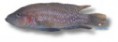 /album/peixes/a7lamprologus-obscurus-jpg/