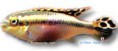 /album/peixes/a7pelvicachromis-sp-yelow-jpg/