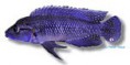 /album/peixes/a7telmatochromis-caninus-jpg/