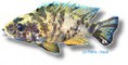 /album/peixes/a8aulo-sp-orange-blanche-jpg/
