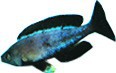 /album/peixes/a8c-leptosoma-moba-jpg/