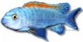 /album/peixes/a8labeotropheus-trewavasae-jpg/