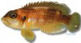 /album/peixes/a8lamprologus-ocellatus-jpg/
