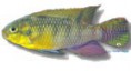 /album/peixes/a8pelvicachromis-subocelatus-jpg/