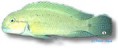 /album/peixes/a8telmatochromis-temporalis-jpg/