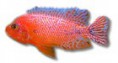 /album/peixes/a9aulonocara-sp-firefish-jpg/