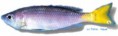 /album/peixes/a9c-leptosoma-oro-jpg/