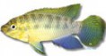 /album/peixes/a9pelvicasubocelatus-mata-jpg/