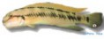 /album/peixes/a9telmatochromis-vittatus-jpg/