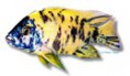 /album/peixes/a10aulonocara-sp-calico-jpg/