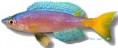 /album/peixes/a10c-leptosoma-utinta-jpg/