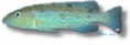 /album/peixes/a10lamprologus-attenuatus-jpg/