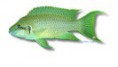 /album/peixes/a10lamprologus-olivaceus-jpg/